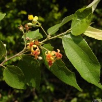 Grewia helicterifolia Wall. ex G.Don